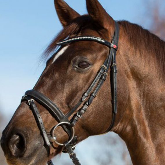 Zaumzeuge die qualitativ überzeugen, Reitsport Toscaninihof Salzburg, Reiten, Pferde, Pferdekopf