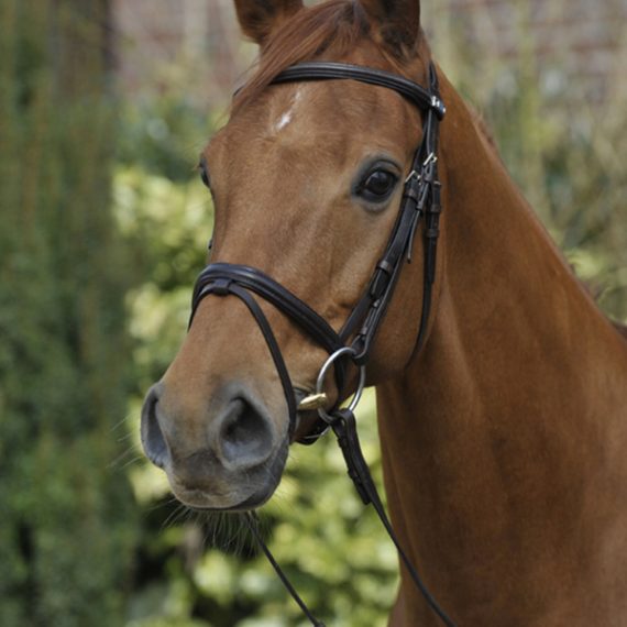 Lederzaumzeug in allen Größen, Reitsport Toscaninihof Salzburg, Pferde, Reiten, Reiter, Zaumzeug